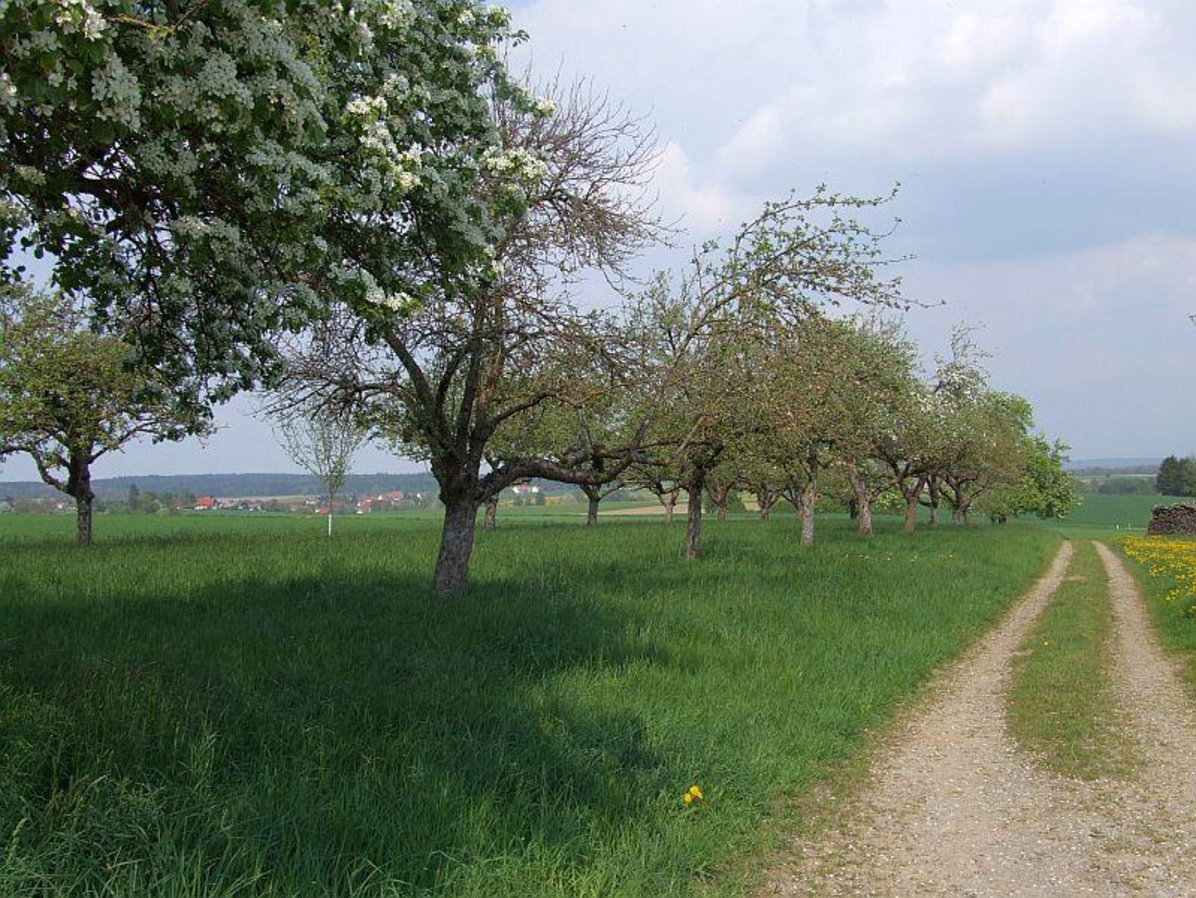 Wiese