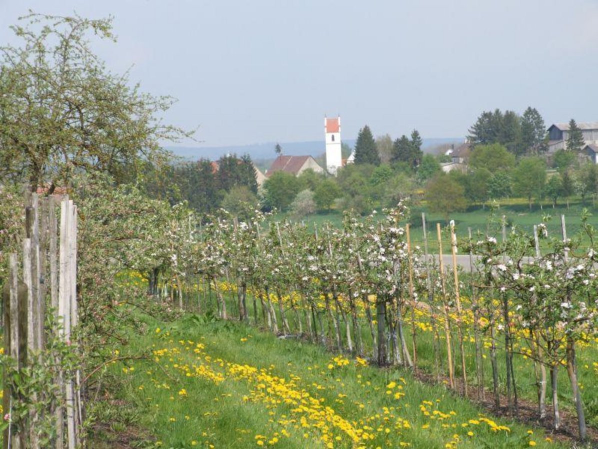 Baumblüte